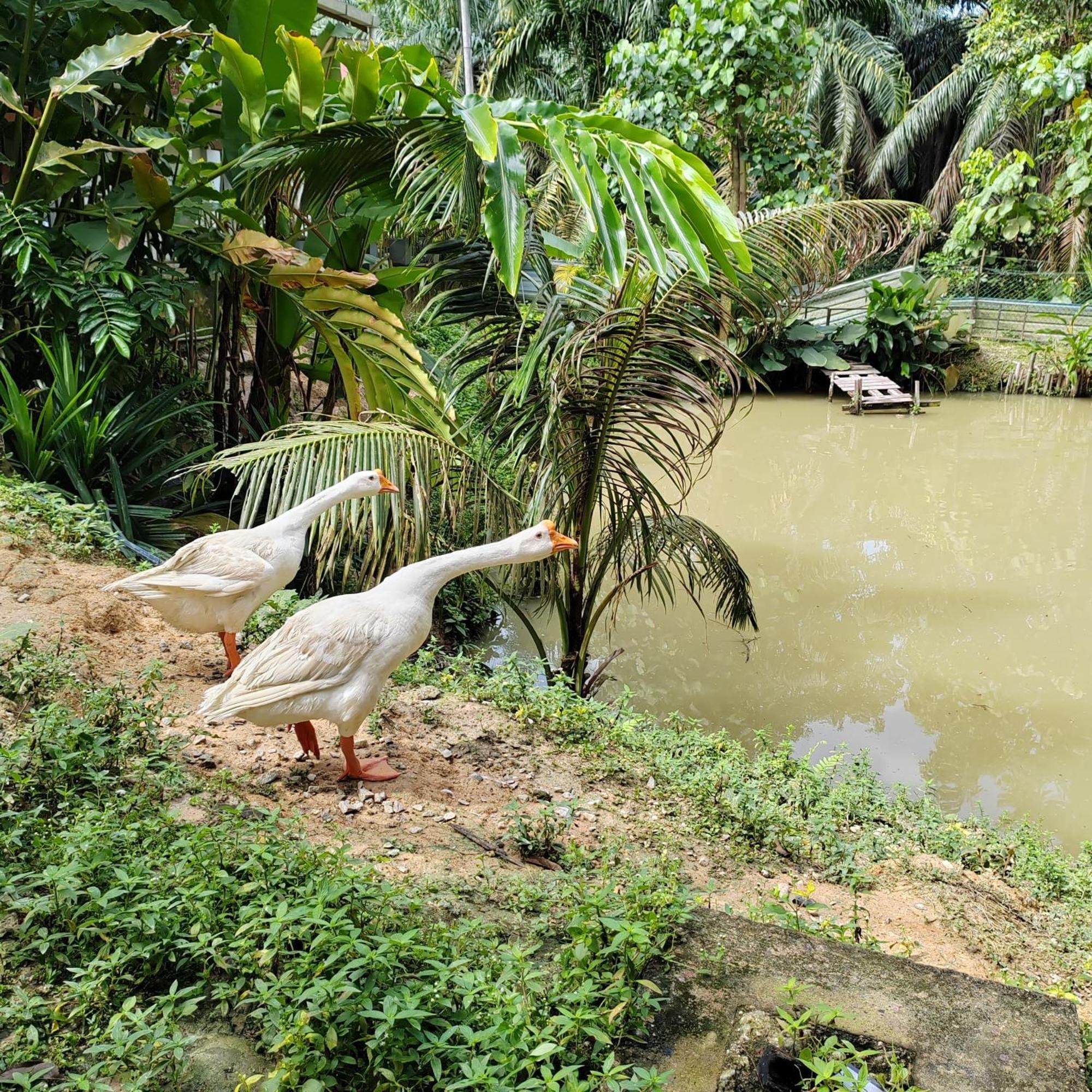 D'Bukit Forest Pedas Bagian luar foto